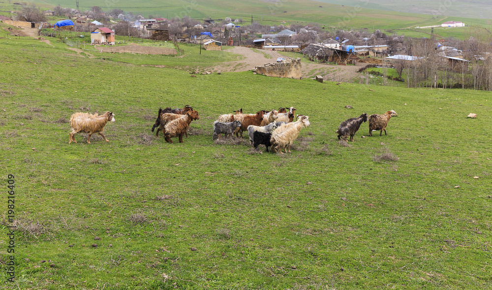 Fototapeta premium Goats coming from pasture to the village