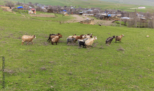 Goats coming from pasture to the village photo