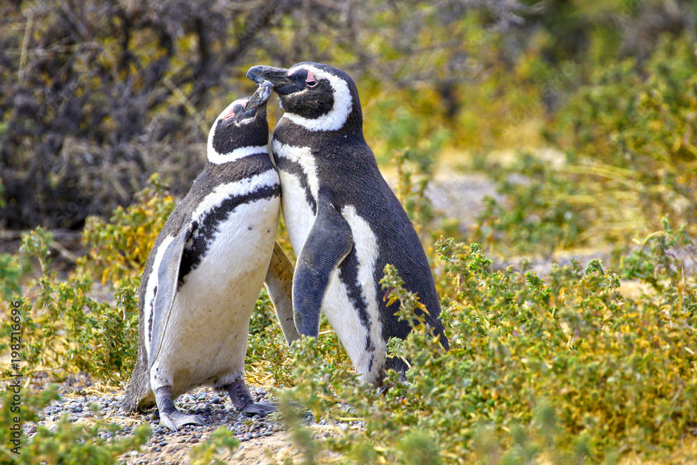 Naklejka premium Pair of Affectionate Magellanic Penguin at PuntaTombo Reserve, Argentina. One of the largest Penguin Colony in the world, Patagonia