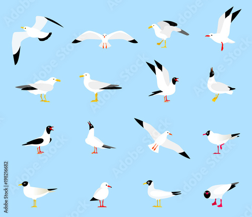 Sea Gull, a beautiful bird.