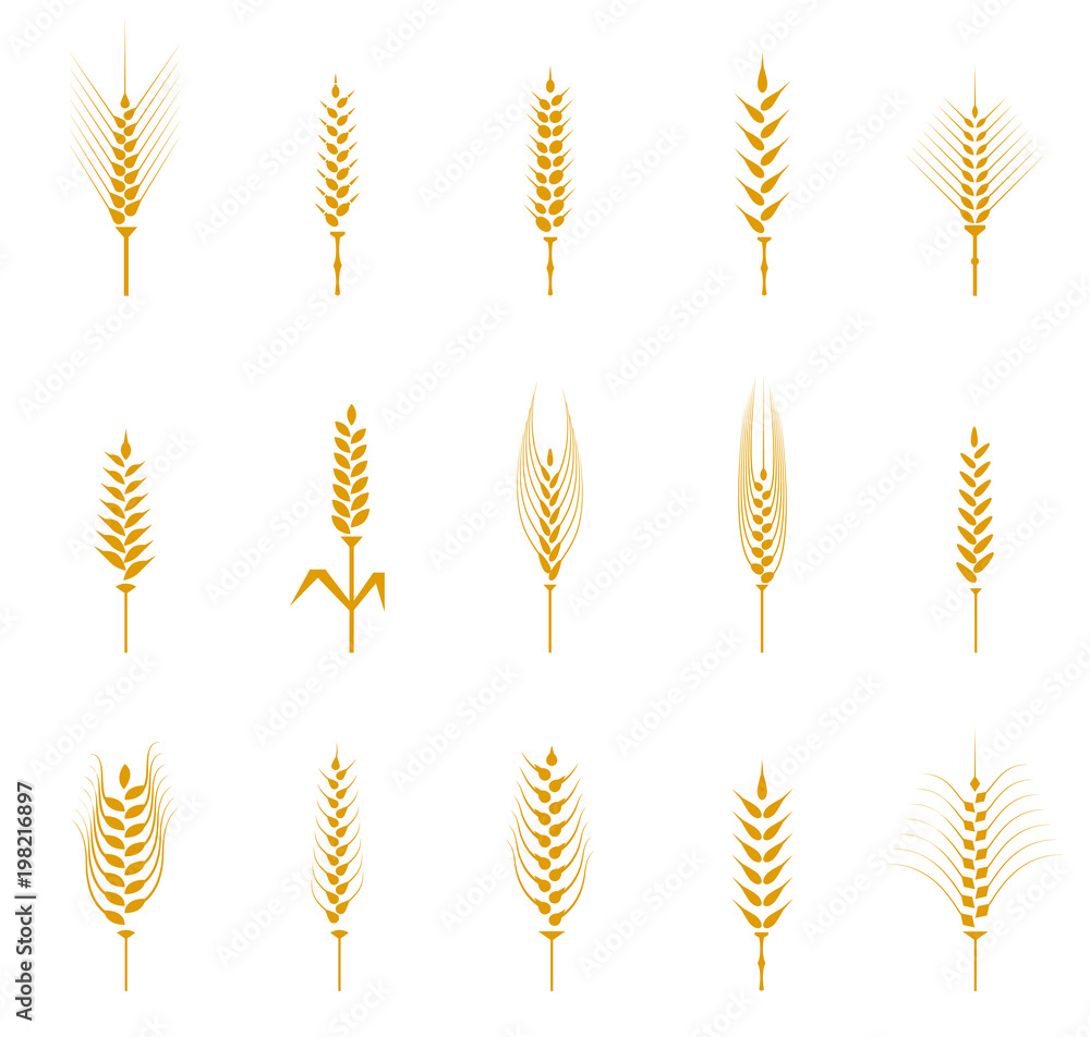 Obraz premium A set of yellow wheat spike icons.