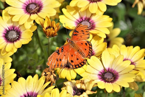 DBG Orange Butterfly photo