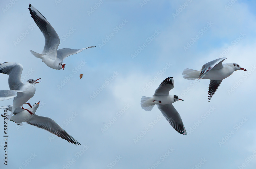 Seagulls on the sea. A flock of sea birds hovering in the sky. Feeding the seagulls. Seagulls on the sea. A flock of sea birds hovering in the sky. Feeding the seagulls.