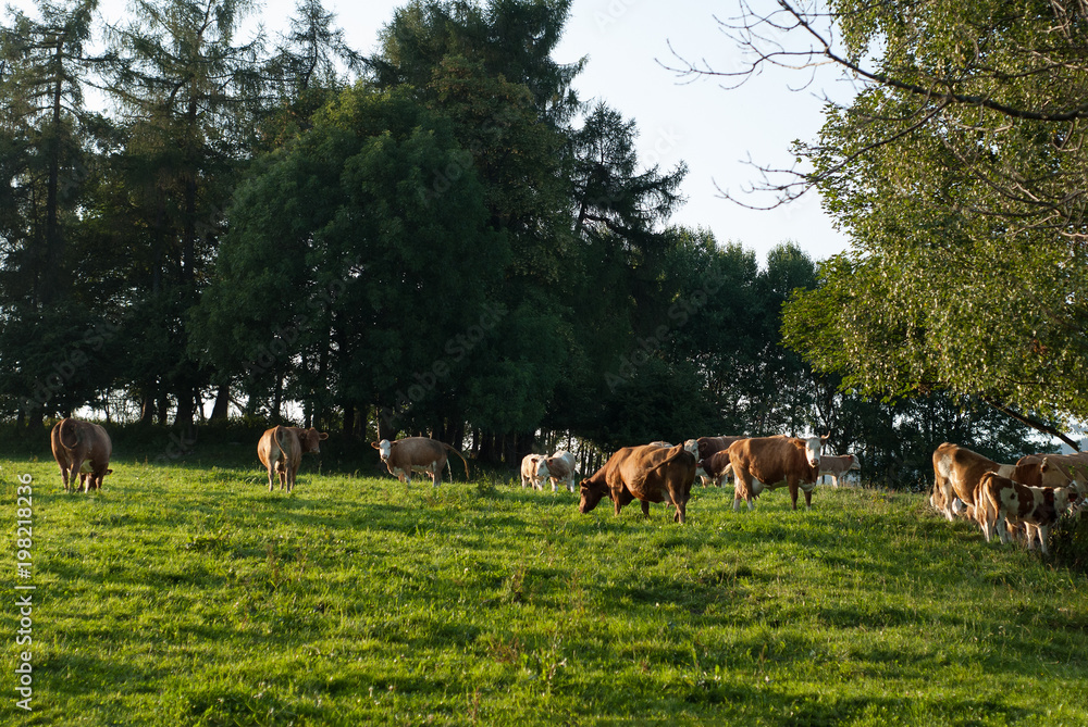 Organic bio cows grazing on natural meadow at sunset