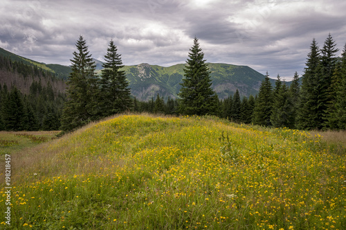 Yellow summer flowers on a mountain glade. Tatra Mountains.