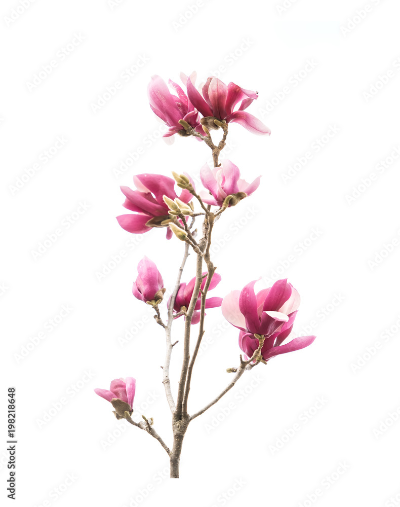 magnolia flower spring branch isolated on white background