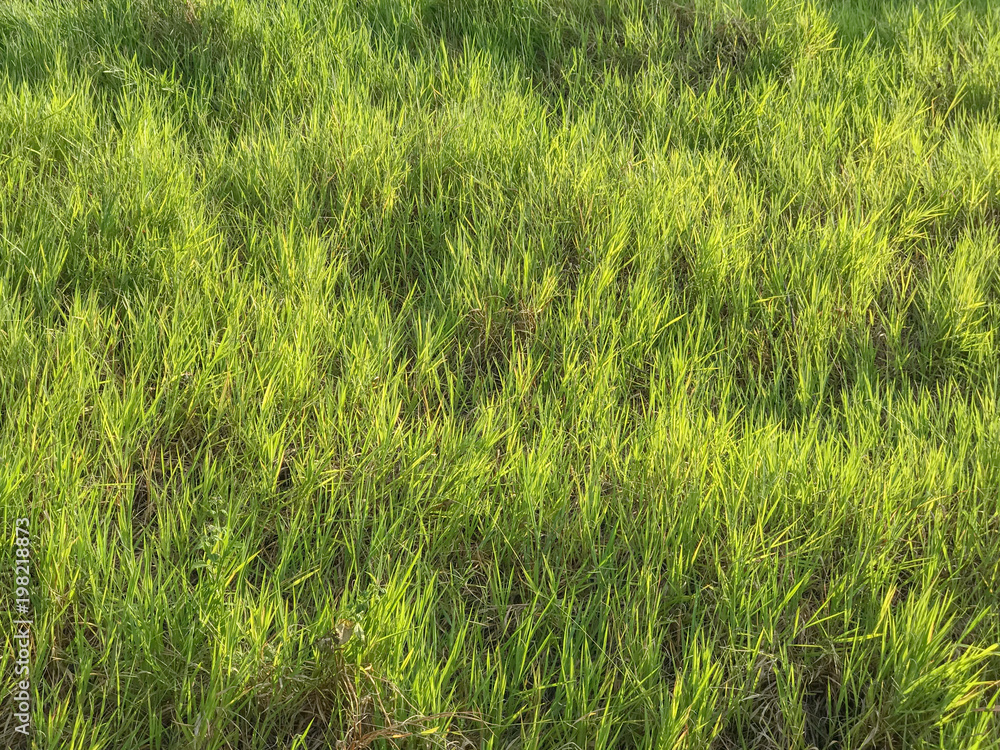 Obraz premium Green grass in a field, nature background