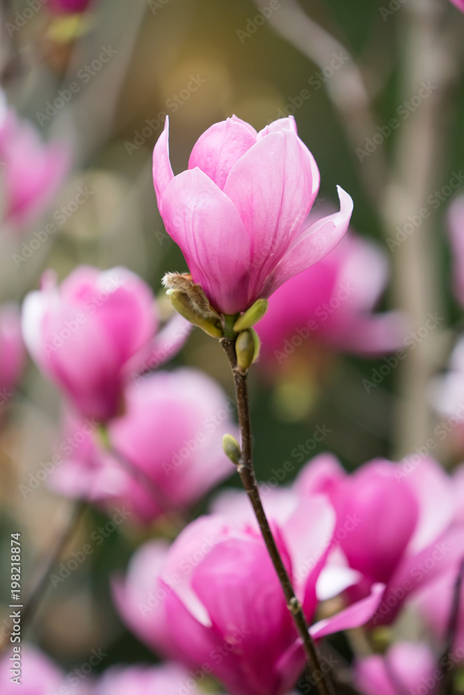 pink magnolia flower isolated on white background pink magnolia flower isolated on white background