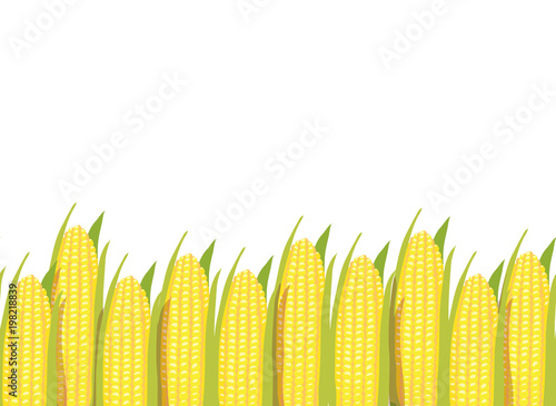 Corn plants horizontal seamless pattern background border
