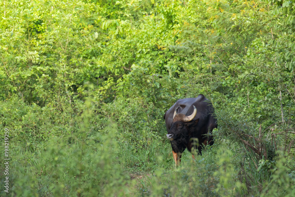 Gaurs are among the largest living land animals Gaurs are among the largest living land animals