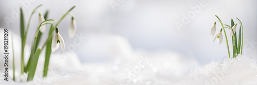 Snowdrop flowers (Galanthus nivalis) growing out of the snow, panoramic banner format with copy space in the center