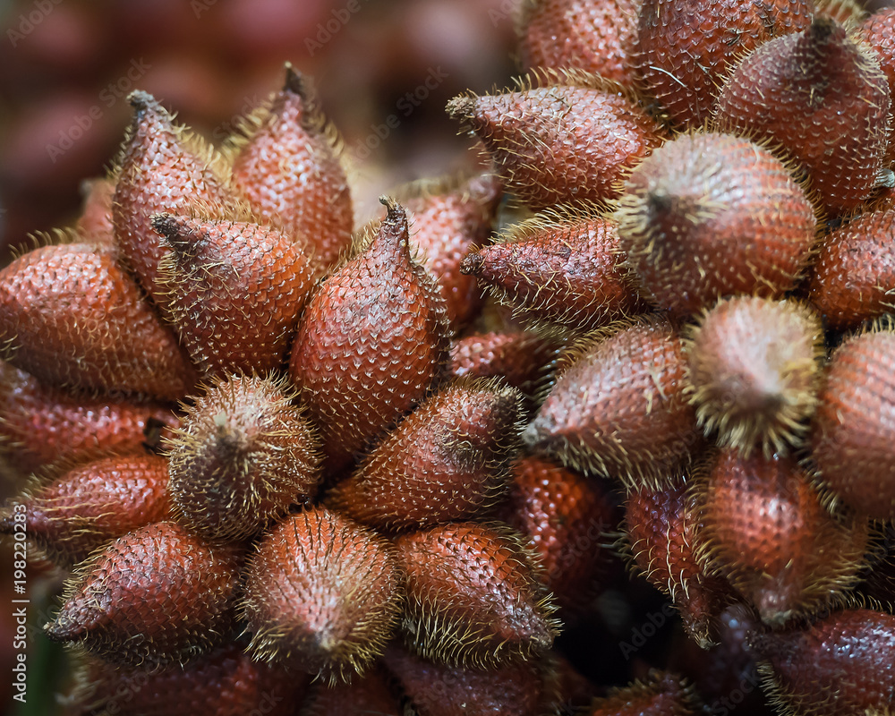 Salak fruit, Salacca zalacca. Salak fruit, Salacca zalacca.