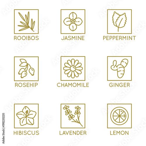 Vector set of herbal organic tea badges and icons in linear style