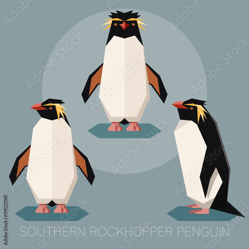 Flat southern rockhopper penguin