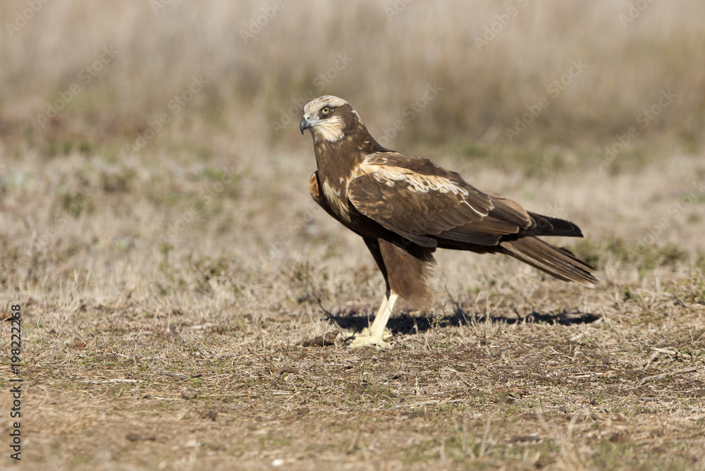 Young male of Western marsh harrier. Circus aeroginosus Young male of Western marsh harrier. Circus aeroginosus