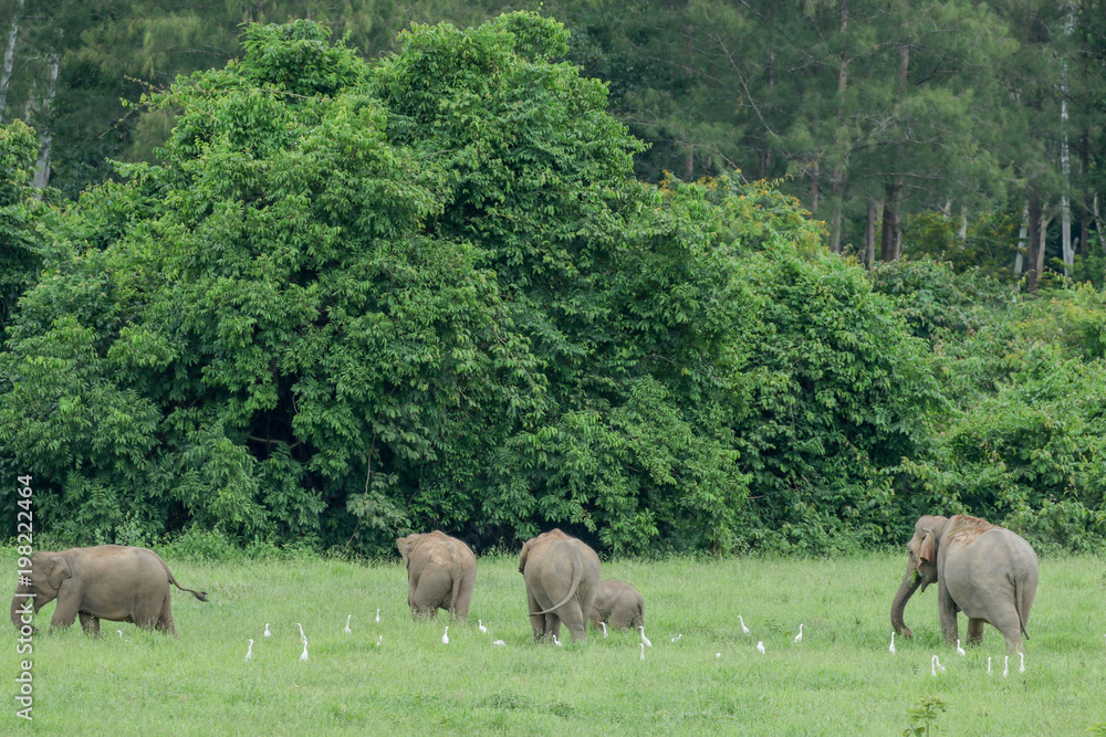 Fototapeta premium Asiatic Elephant is big five animal in asia