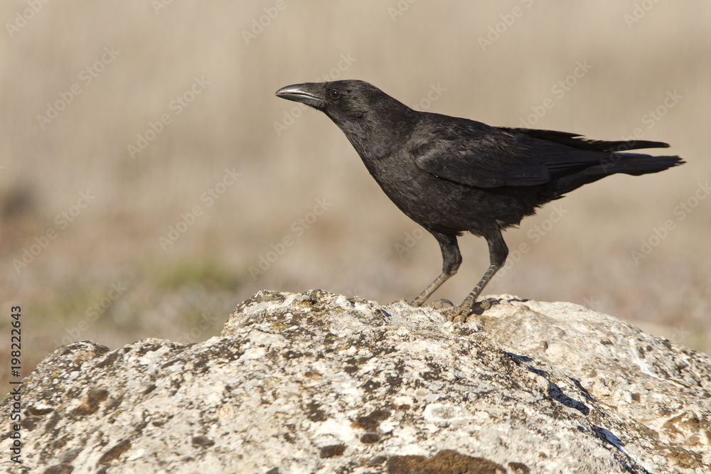 Fototapeta premium Carrion crow. Corvus corone