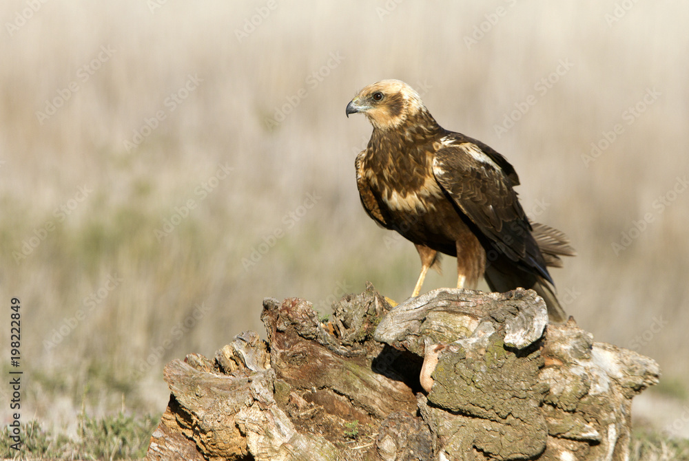 Adult female of Western marsh harrier. Circus aeroginosus Adult female of Western marsh harrier. Circus aeroginosus