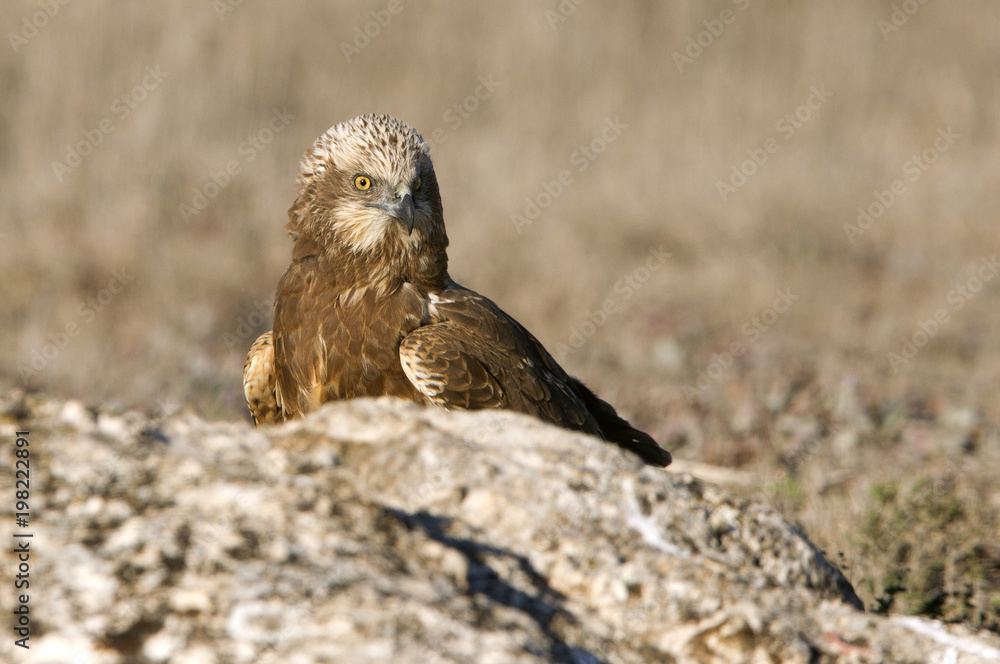 Fototapeta premium Young male of Western marsh harrier. Circus aeroginosus