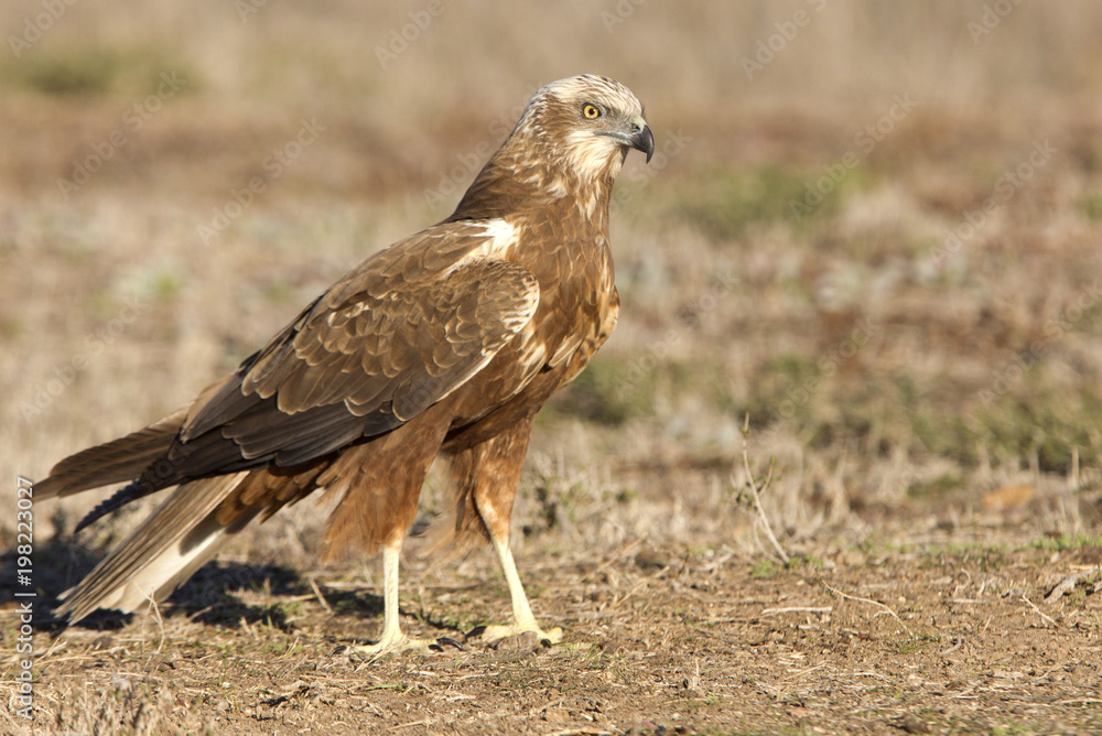 Young male of Western marsh harrier. Circus aeroginosus Young male of Western marsh harrier. Circus aeroginosus