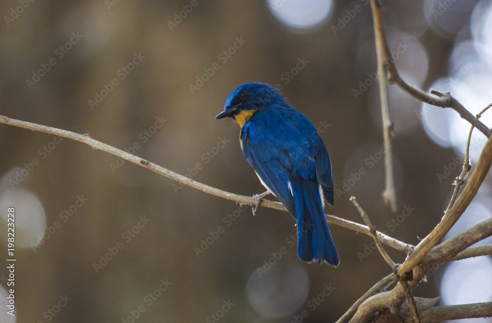Tickell's Blue Flycatcher Tickell's Blue Flycatcher