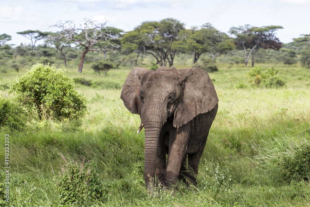 Elephant walking in the high green grass in the wet season in the Serengeti National Park in Tanzania