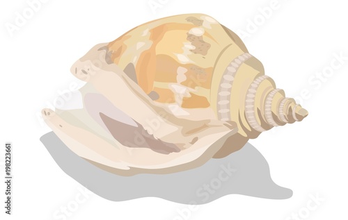 Vector Seashell