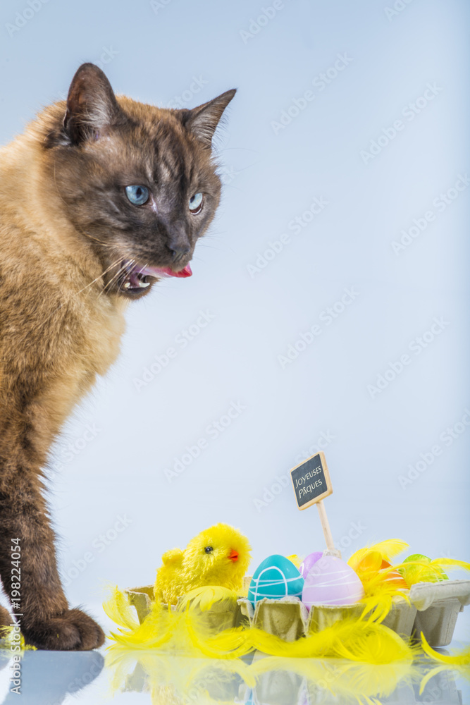 Paques Chat Avec Oeufs Decores Poussin Et Plumes Stock Photo Adobe Stock