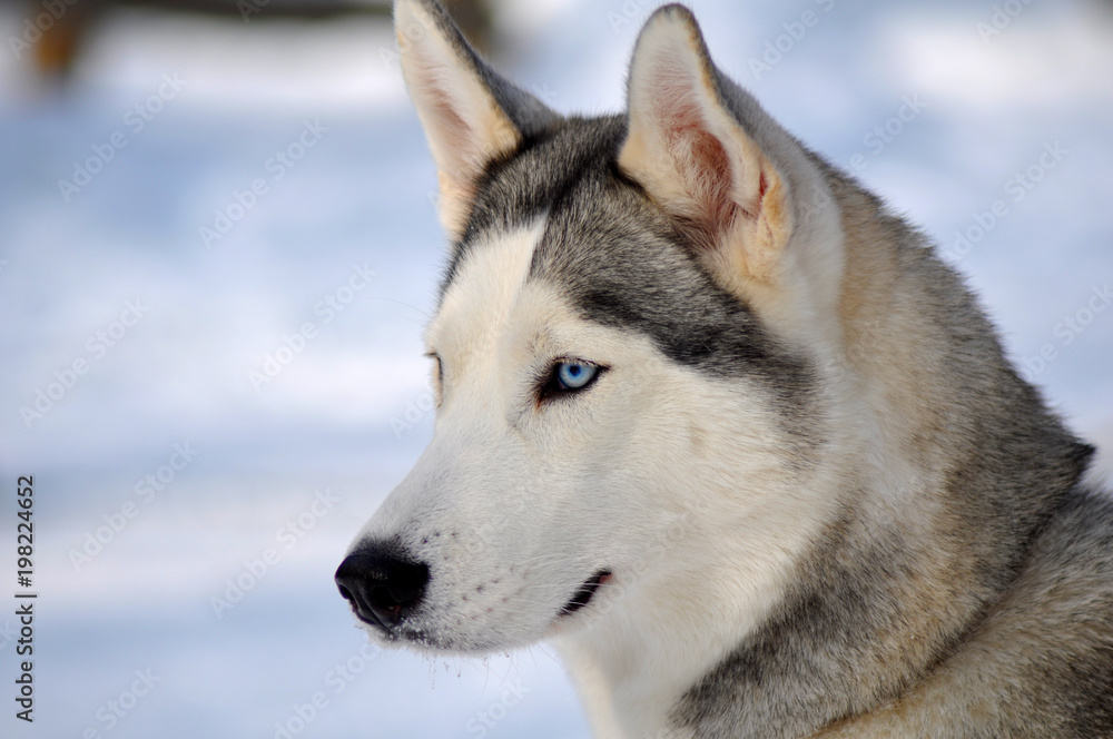 Husky dog close-up in a white snow background
