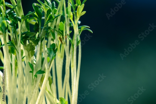 Junge Keimlinge der Gartenkresse mit dunklem Hintergrund