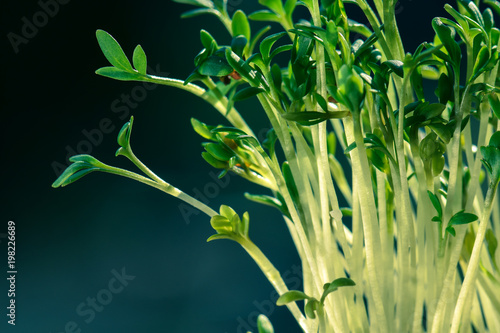 Kresse junge Keimlinge frisch und grün vor dunklem Hintergrund photo