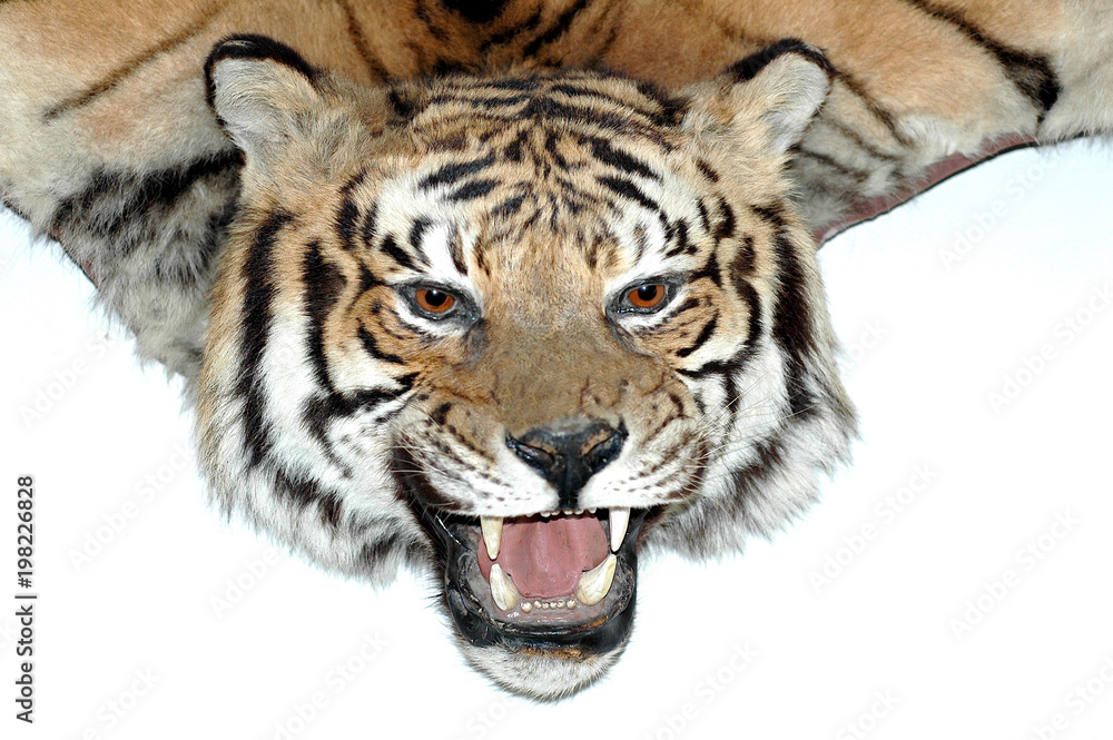 Fototapeta premium Tiger head - Trophy hunter