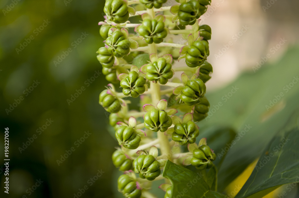 Green flower. Blossom. On the background with green herbs behind Green flower. Blossom. On the background with green herbs behind