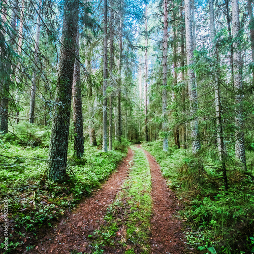 Beautiful wild forest