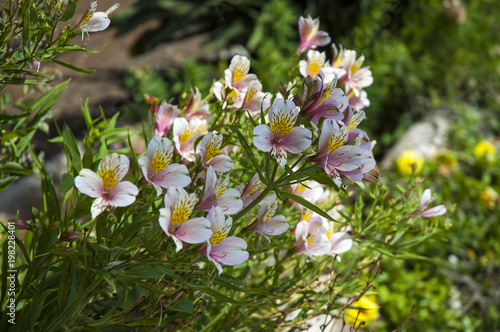 Alstroemeria flowers in the garden