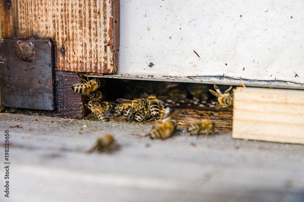 Close up of flying bees. Wooden beehive and bees. Close up of flying bees. Wooden beehive and bees.