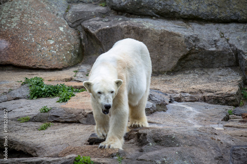 Polar Bear at the Berlin Zoo in Germany