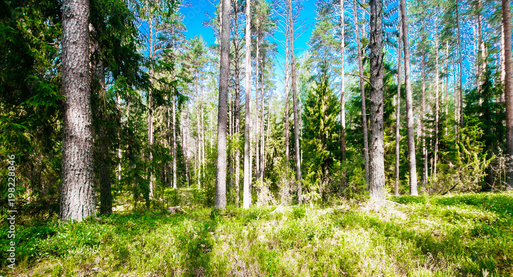 Obraz premium Summer green landscape