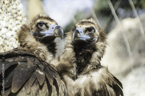 Pareja de buitres negros en un zoo