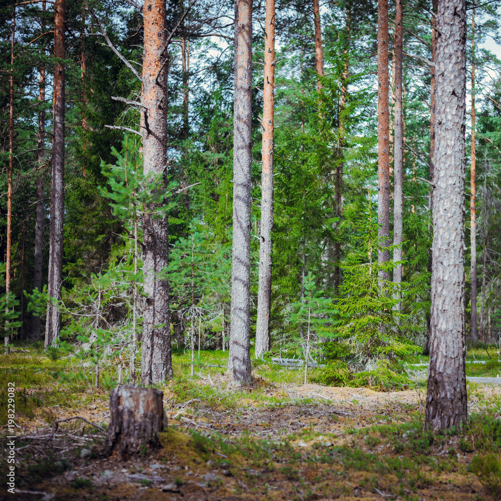 Obraz premium Ecology summer beautiful background