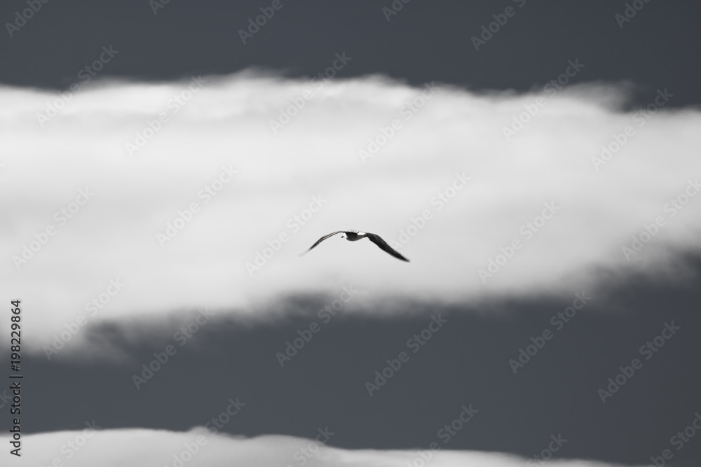 flying seagull in sky isolated, symbol of freedom in black and white
