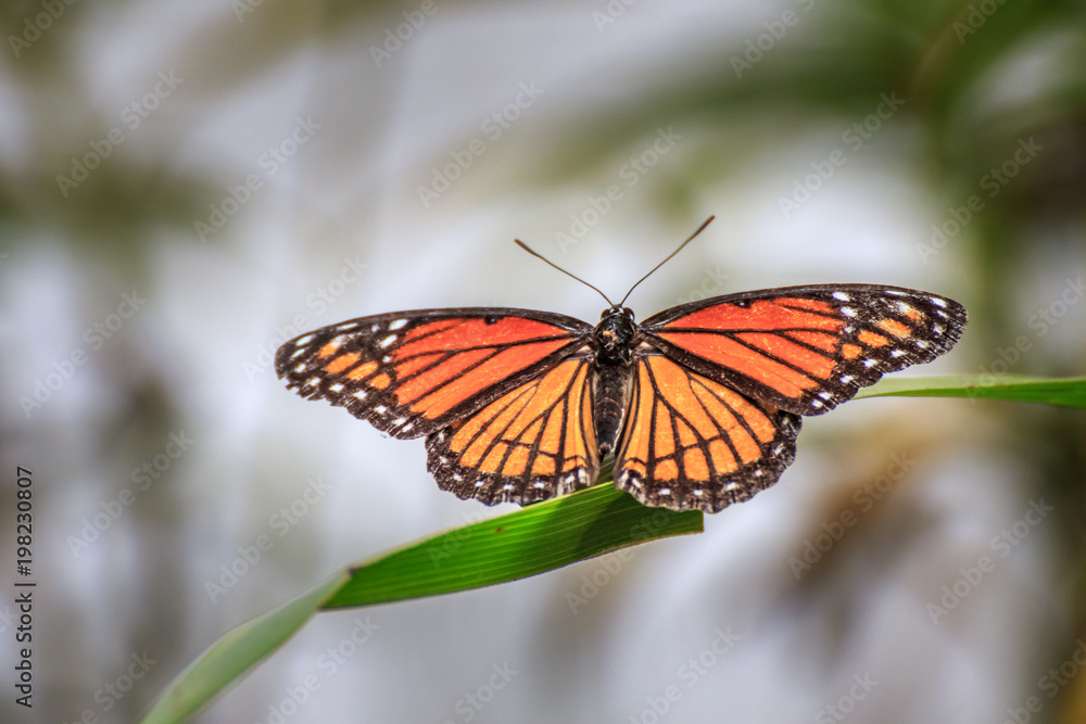 Fototapeta premium Viceroy Butterfly