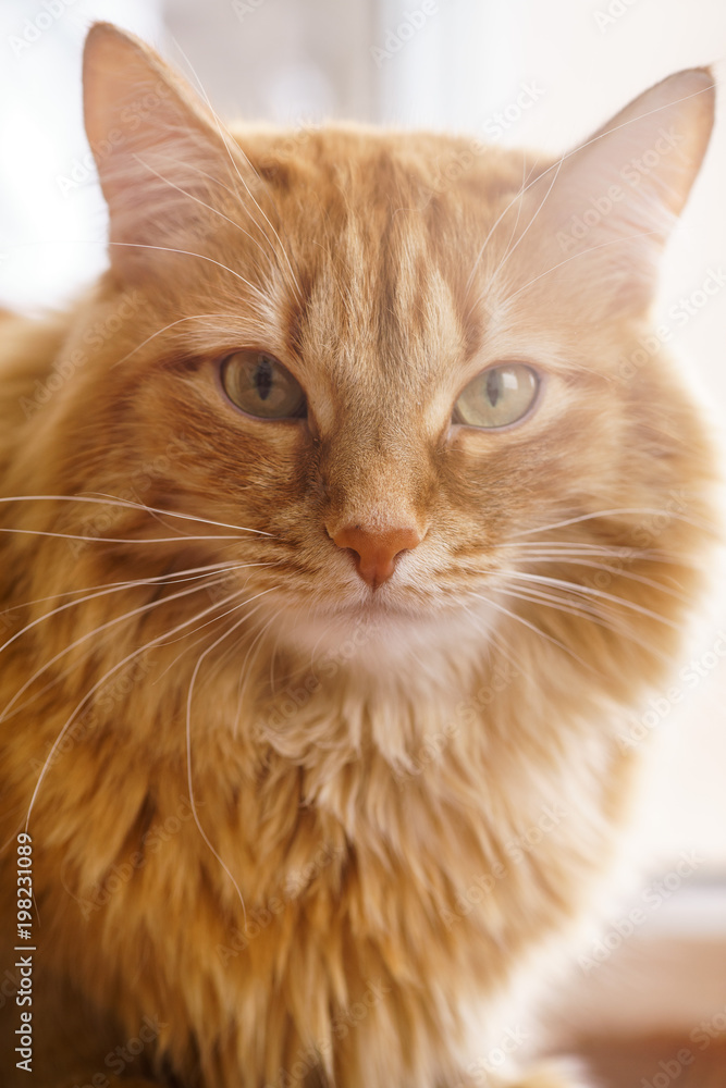 Brown Cat, Red Male Cat, Ginger Cat Brown Cat, Red Male Cat, Ginger Cat