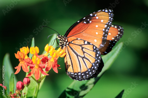 Queen Butterfly on Feeding Butterfly Weed