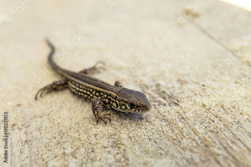 Young brown sand lizard on a sandy ground in the wild. Limited depth of field.