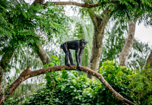 Bonobo on a tree in the background of a tropical forest. Democratic Republic of the Congo. Africa. photo