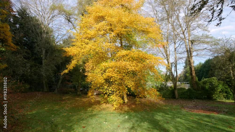 Sunny alleys of the park. Bright colors of autumn. Nature video. Park landscape. Washington park arboretum, Seattle, WA, USA. 4K, 3840*2160, high bit rate, UHD Sunny alleys of the park. Bright colors of autumn. Nature video. Park landscape. Washington park arboretum, Seattle, WA, USA. 4K, 3840*2160, high bit rate, UHD
