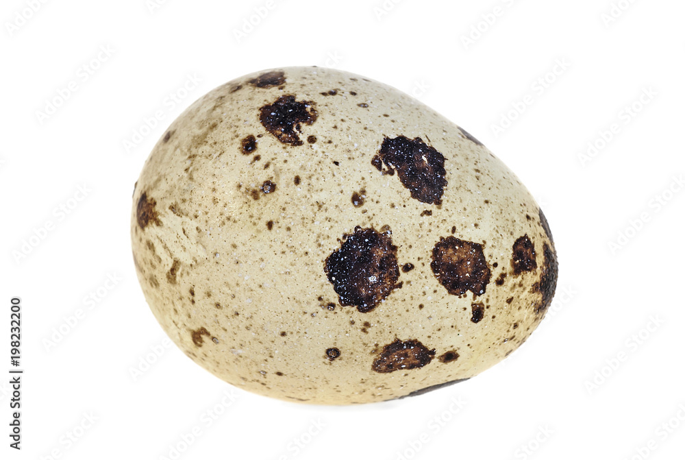 One quail egg isolated on a white background One quail egg isolated on a white background