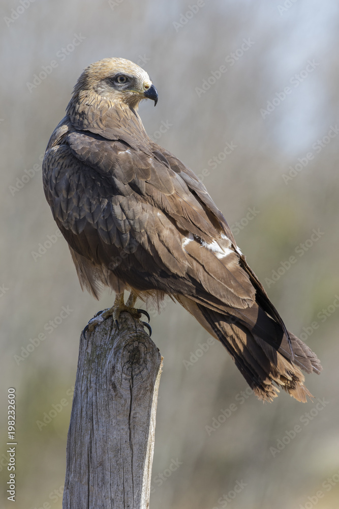 Fototapeta premium Black kite (Milvus migrans) perched on a trunk