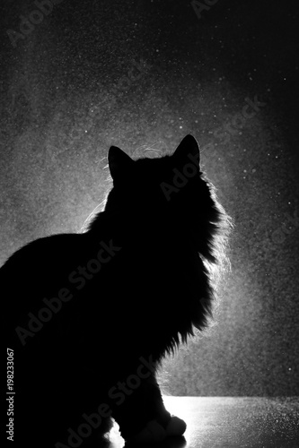 Fototapeta Naklejka Na Ścianę i Meble -  silhouette of cat on a dark background, outlines of a pet in front of a lamp